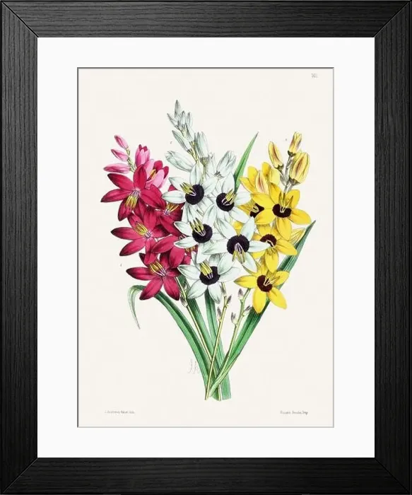 Framed Print : Vintage flower illustration Framed Print : Vintage flower illustration