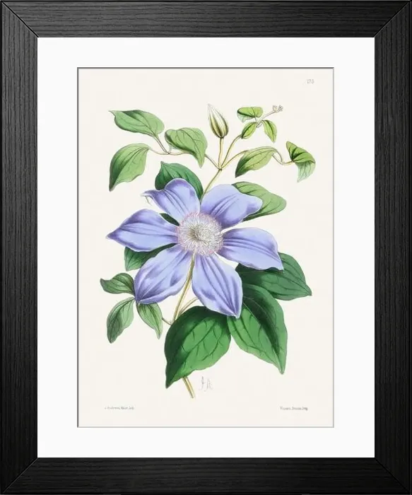 Framed Print : Vintage flower illustration Framed Print : Vintage flower illustration
