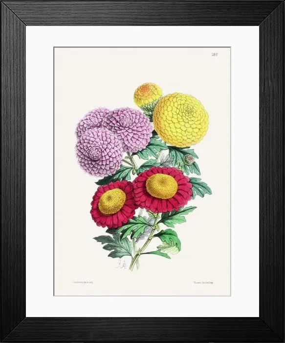 Framed Print : Vintage flower illustration