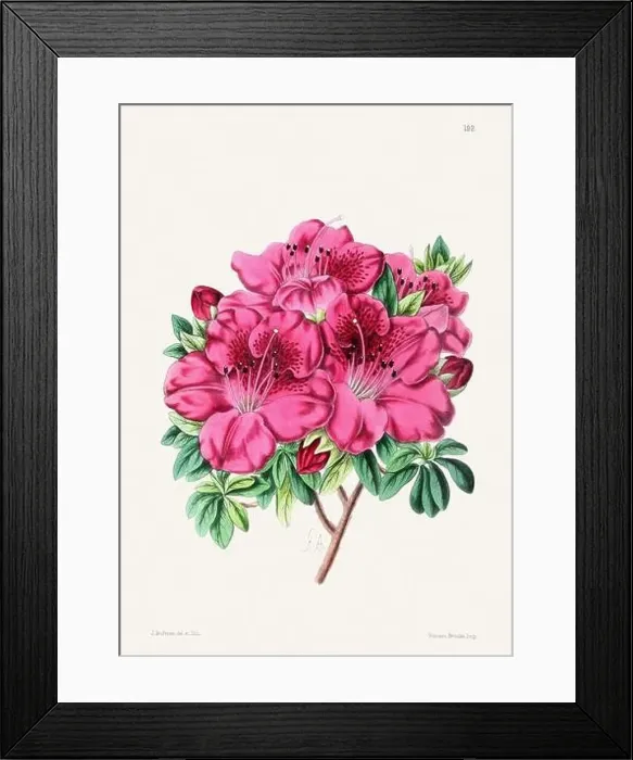Framed Print : Vintage flower illustration Framed Print : Vintage flower illustration