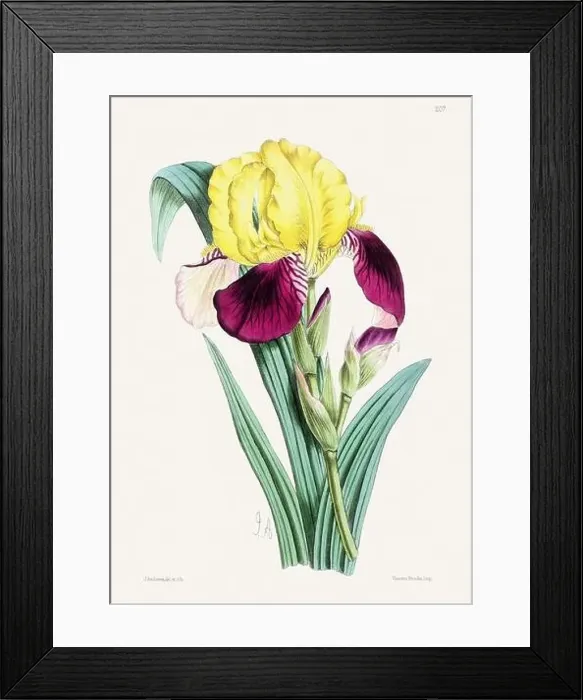 Framed Print : Vintage flower illustration