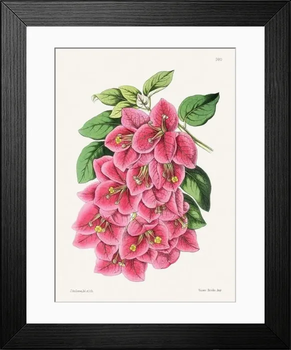 Framed Print : Vintage flower illustration Framed Print : Vintage flower illustration