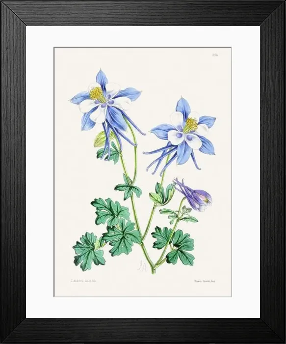 Framed Print : Vintage flower illustration