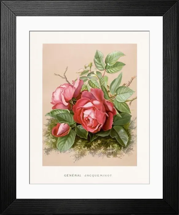 Framed Print : Vintage Rose Illustration. Exquisite 19th-century watercolor illustration of Roses on a soft beige backdrop Framed Print : Vintage Rose Illustration. Exquisite 19th-century watercolor illustration of Roses on a soft beige backdrop