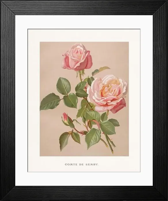 Framed Print : Vintage Rose Illustration. Exquisite 19th-century watercolor illustration of Roses on a soft beige backdrop Framed Print : Vintage Rose Illustration. Exquisite 19th-century watercolor illustration of Roses on a soft beige backdrop