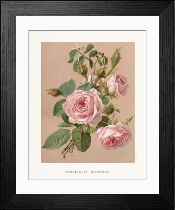 Framed Print : Vintage Rose Illustration. Exquisite 19th-century watercolor illustration of Roses on a soft beige backdrop Framed Print : Vintage Rose Illustration. Exquisite 19th-century watercolor illustration of Roses on a soft beige backdrop