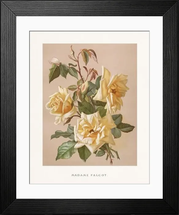 Framed Print : Vintage Rose Illustration. Exquisite 19th-century watercolor illustration of Roses on a soft beige backdrop Framed Print : Vintage Rose Illustration. Exquisite 19th-century watercolor illustration of Roses on a soft beige backdrop