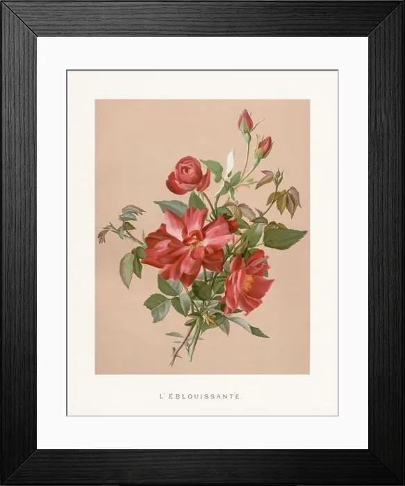 Framed Print : Vintage Rose Illustration. Exquisite 19th-century watercolor illustration of Roses on a soft beige backdrop Framed Print : Vintage Rose Illustration. Exquisite 19th-century watercolor illustration of Roses on a soft beige backdrop