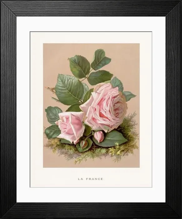 Framed Print : Vintage Rose Illustration. Exquisite 19th-century watercolor illustration of Roses on a soft beige backdrop Framed Print : Vintage Rose Illustration. Exquisite 19th-century watercolor illustration of Roses on a soft beige backdrop