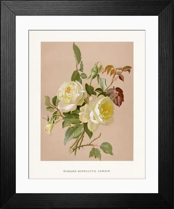 Framed Print : Vintage Rose Illustration. Exquisite 19th-century watercolor illustration of Roses on a soft beige backdrop Framed Print : Vintage Rose Illustration. Exquisite 19th-century watercolor illustration of Roses on a soft beige backdrop