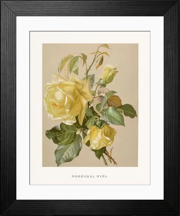 Framed Print : Vintage Rose Illustration. Exquisite 19th-century watercolor illustration of Roses on a soft beige backdrop Framed Print : Vintage Rose Illustration. Exquisite 19th-century watercolor illustration of Roses on a soft beige backdrop