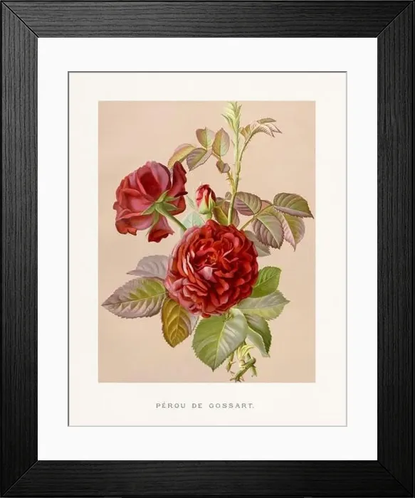 Framed Print : Vintage Rose Illustration. Exquisite 19th-century watercolor illustration of Roses on a soft beige backdrop Framed Print : Vintage Rose Illustration. Exquisite 19th-century watercolor illustration of Roses on a soft beige backdrop
