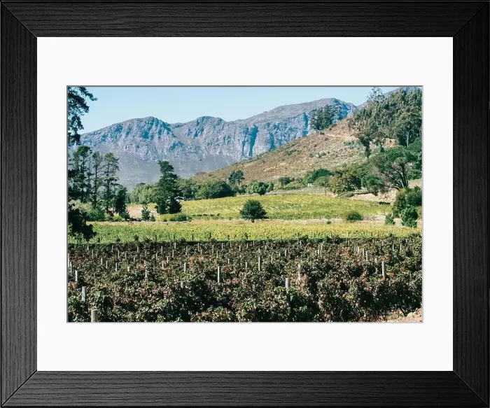 Framed Print : Centuries old vineyards at Franschhoek, Western Cape, South Africa Framed Print : Centuries old vineyards at Franschhoek, Western Cape, South Africa