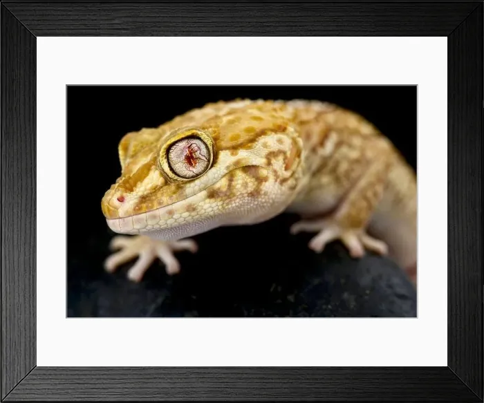 Framed Print : Albino Ocelot gecko (Paroedura picta) Framed Print : Albino Ocelot gecko (Paroedura picta)
