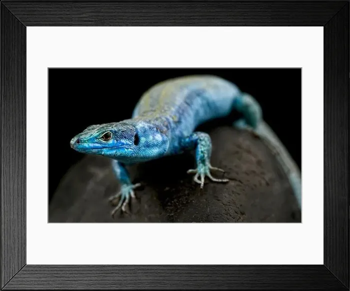 Framed Print : Italian wall lizard (Podarcis sculls klemmeri) male