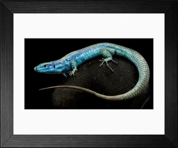Framed Print : Italian wall lizard (Podarcis sculls klemmeri) female