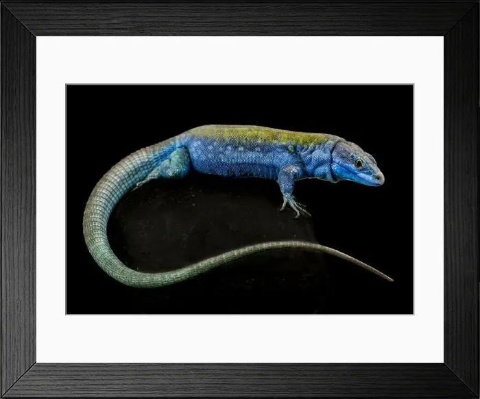 Framed Print : Italian wall lizard (Podarcis sculls klemmeri) male Framed Print : Italian wall lizard (Podarcis sculls klemmeri) male