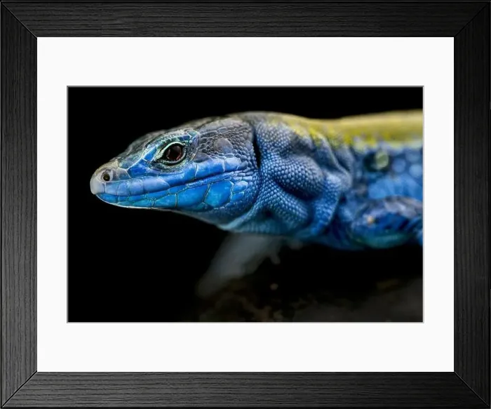 Framed Print : Italian wall lizard (Podarcis sculls klemmeri) male Framed Print : Italian wall lizard (Podarcis sculls klemmeri) male