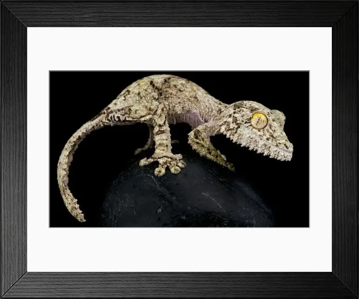 Framed Print : Mossy leaf-tailed gecko (Uroplatus sikorae) Framed Print : Mossy leaf-tailed gecko (Uroplatus sikorae)