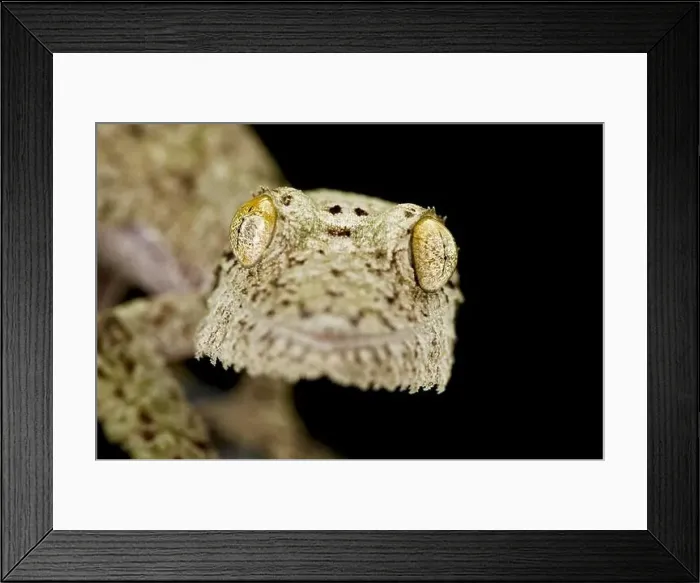 Framed Print : Mossy leaf-tailed gecko (Uroplatus sikorae) Framed Print : Mossy leaf-tailed gecko (Uroplatus sikorae)
