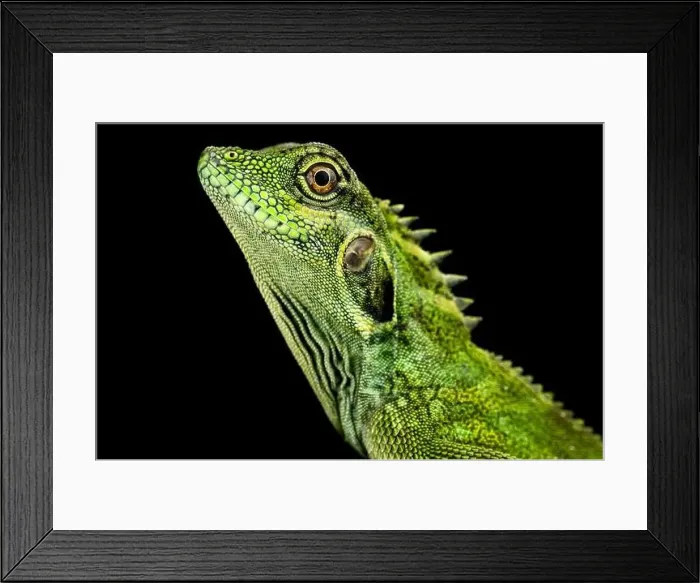 Framed Print : Large eared Anglehead Agama (Hypsilurus auritus) Framed Print : Large eared Anglehead Agama (Hypsilurus auritus)