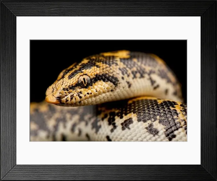 Framed Print : Kenya Sand Boa (Gongylophis colubrinus) Framed Print : Kenya Sand Boa (Gongylophis colubrinus)