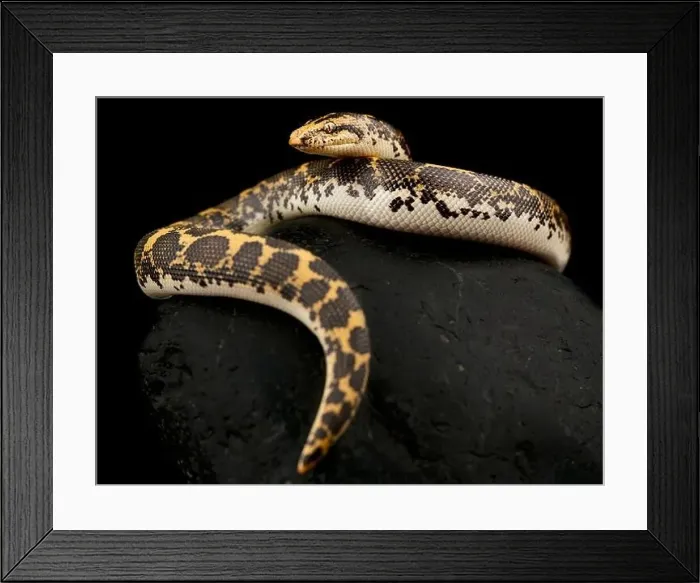Framed Print : Kenya Sand Boa (Gongylophis colubrinus) Framed Print : Kenya Sand Boa (Gongylophis colubrinus)