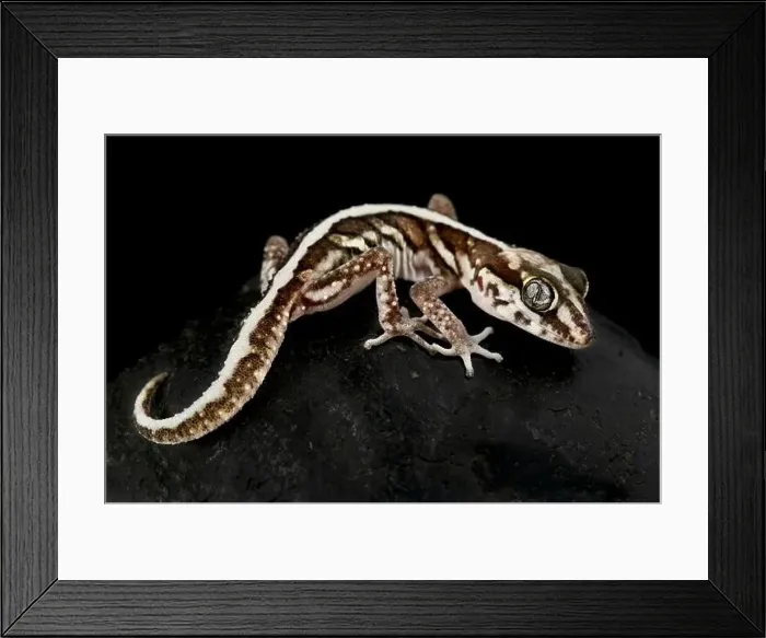Framed Print : Ocelot gecko (Paroedura picta) Framed Print : Ocelot gecko (Paroedura picta)