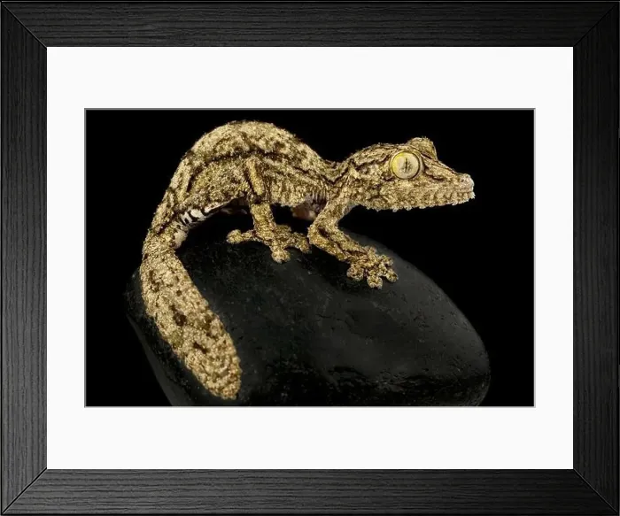 Framed Print : Southern leaf-tailed gecko (Uroplatus sameiti)