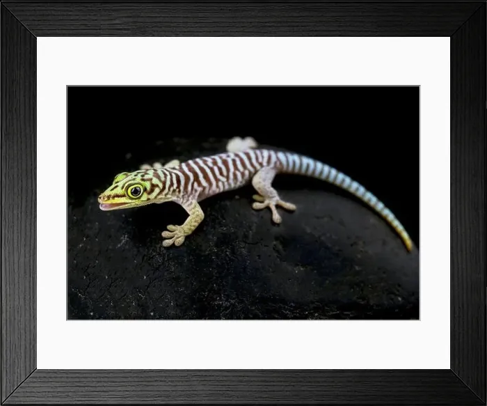 Framed Print : Standings day gecko (Phelsuma standingi) juvenile Framed Print : Standings day gecko (Phelsuma standingi) juvenile