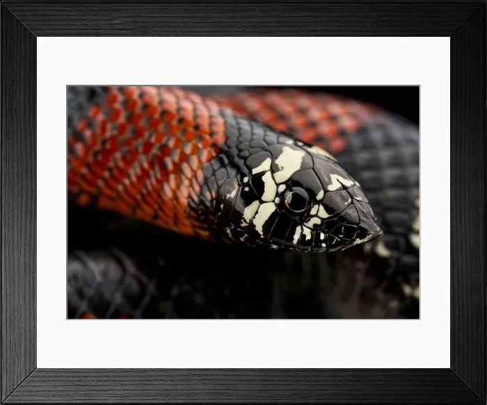 Framed Print : Tri-color Hognose snake (Lystrophis pulcher) Framed Print : Tri-color Hognose snake (Lystrophis pulcher)