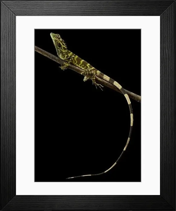 Framed Print : Large eared Anglehead Agama (Hypsilurus auritus)