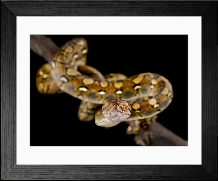 Framed Print : Reticulated python (Malayopython reticulatus) Framed Print : Reticulated python (Malayopython reticulatus)