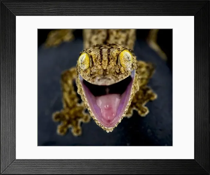 Framed Print : Southern leaf-tailed gecko (Uroplatus sameiti)