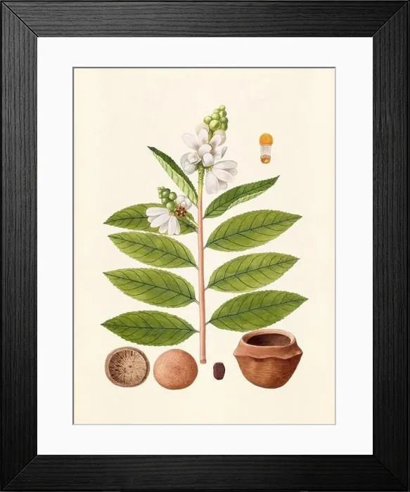 Framed Print : Vintage Botanical illustration from an 18th-century book, depicting native American plants Framed Print : Vintage Botanical illustration from an 18th-century book, depicting native American plants