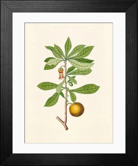 Framed Print : Vintage Botanical illustration from an 18th-century book, depicting native American plants Framed Print : Vintage Botanical illustration from an 18th-century book, depicting native American plants