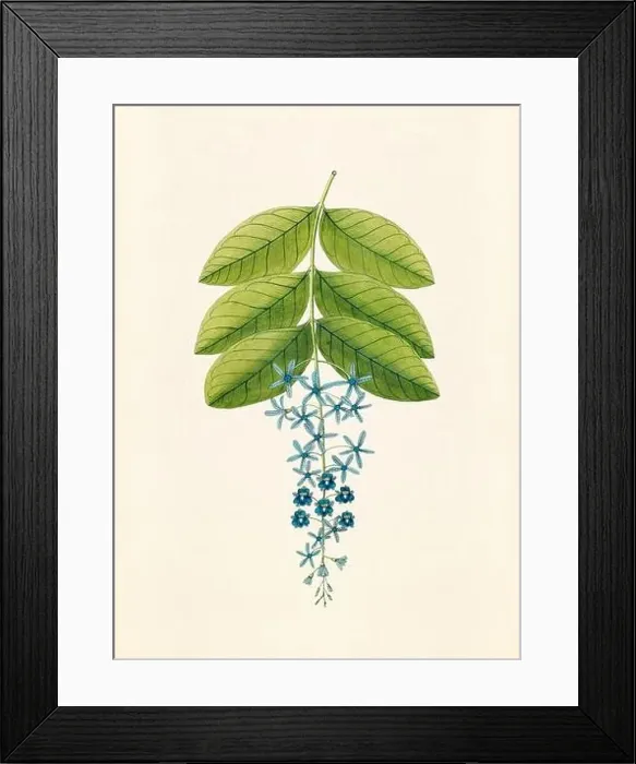 Framed Print : Vintage Botanical illustration from an 18th-century book, depicting native American plants Framed Print : Vintage Botanical illustration from an 18th-century book, depicting native American plants