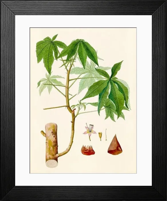 Framed Print : Vintage Botanical illustration from an 18th-century book, depicting native American plants Framed Print : Vintage Botanical illustration from an 18th-century book, depicting native American plants