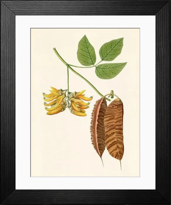 Framed Print : Vintage Botanical illustration from an 18th-century book, depicting native American plants Framed Print : Vintage Botanical illustration from an 18th-century book, depicting native American plants