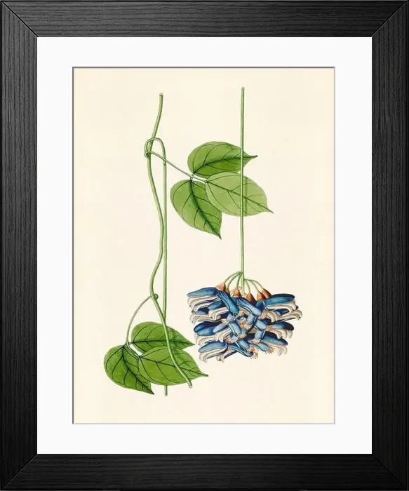 Framed Print : Vintage Botanical illustration from an 18th-century book, depicting native American plants Framed Print : Vintage Botanical illustration from an 18th-century book, depicting native American plants