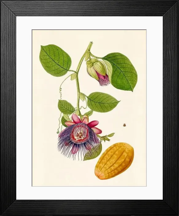 Framed Print : Vintage Botanical illustration from an 18th-century book, depicting native American plants Framed Print : Vintage Botanical illustration from an 18th-century book, depicting native American plants