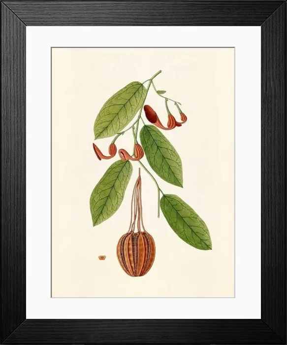 Framed Print : Vintage Botanical illustration from an 18th-century book, depicting native American plants Framed Print : Vintage Botanical illustration from an 18th-century book, depicting native American plants
