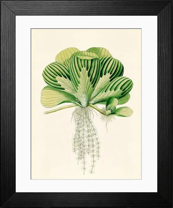 Framed Print : Vintage Botanical illustration from an 18th-century book, depicting native American plants Framed Print : Vintage Botanical illustration from an 18th-century book, depicting native American plants