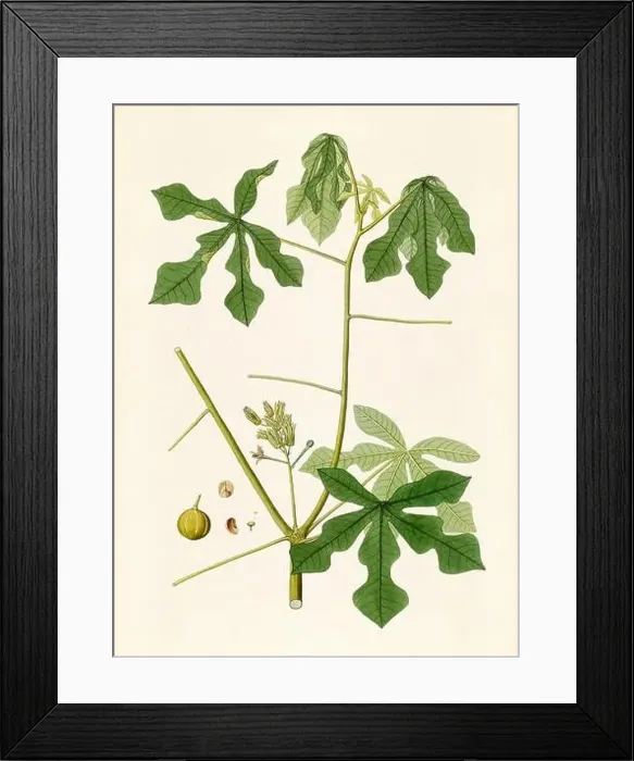 Framed Print : Vintage Botanical illustration from an 18th-century book, depicting native American plants Framed Print : Vintage Botanical illustration from an 18th-century book, depicting native American plants