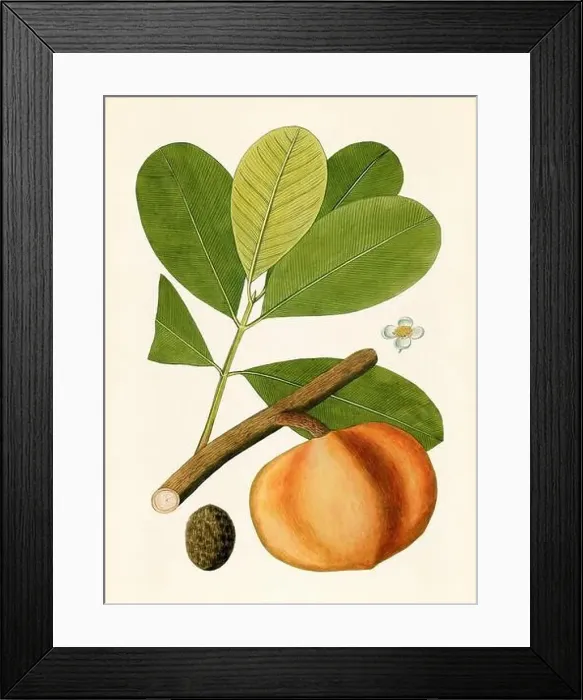Framed Print : Vintage Botanical illustration from an 18th-century book, depicting native American plants Framed Print : Vintage Botanical illustration from an 18th-century book, depicting native American plants