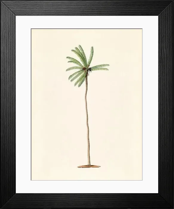 Framed Print : Vintage Botanical illustration from an 18th-century book, depicting native American plants Framed Print : Vintage Botanical illustration from an 18th-century book, depicting native American plants