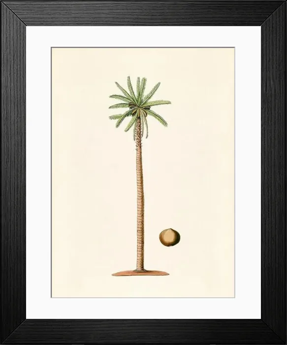 Framed Print : Vintage Botanical illustration from an 18th-century book, depicting native American plants Framed Print : Vintage Botanical illustration from an 18th-century book, depicting native American plants