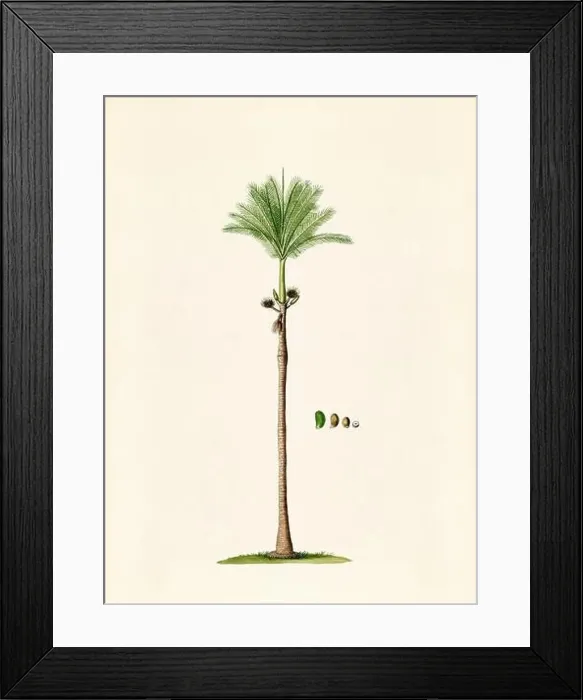 Framed Print : Vintage Botanical illustration from an 18th-century book, depicting native American plants Framed Print : Vintage Botanical illustration from an 18th-century book, depicting native American plants