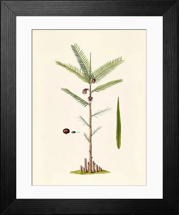 Framed Print : Vintage Botanical illustration from an 18th-century book, depicting native American plants Framed Print : Vintage Botanical illustration from an 18th-century book, depicting native American plants