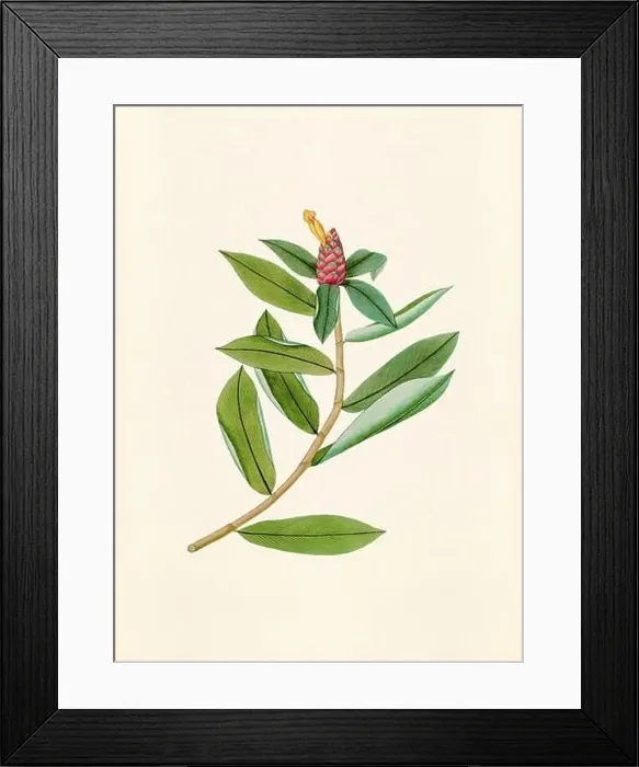 Framed Print : Vintage Botanical illustration from an 18th-century book, depicting native American plants Framed Print : Vintage Botanical illustration from an 18th-century book, depicting native American plants